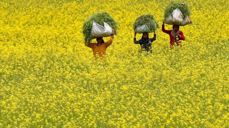 ஒரு தடை, பிளவு தீர்ப்பு மற்றும் சுகாதார அக்கறை
